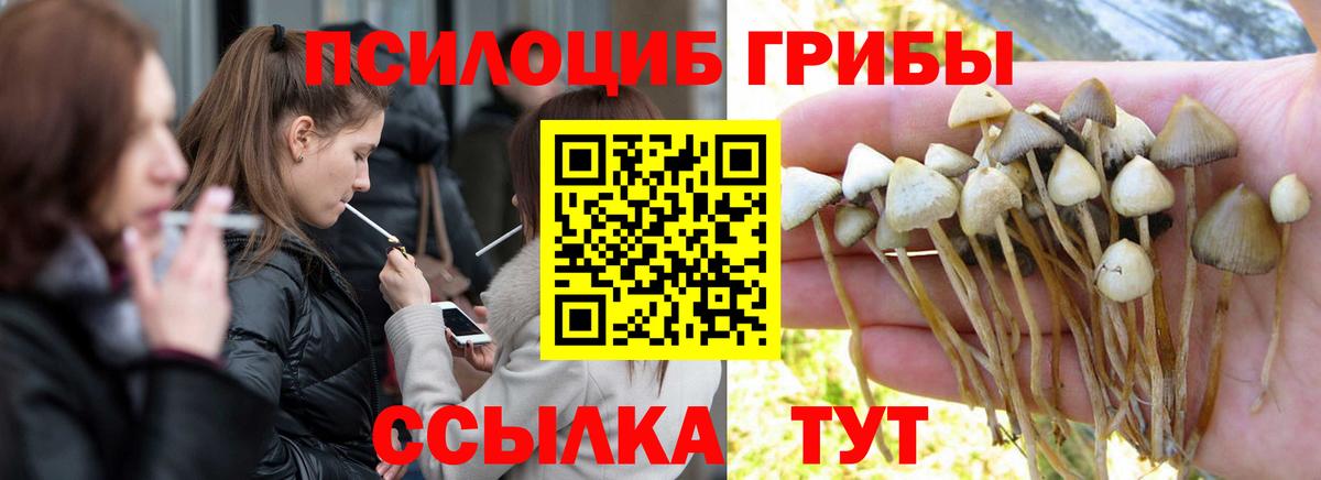 Псилоцибиновые грибы мицелий Жуковский